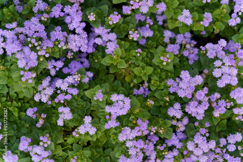 Small violet flowers with green leaves growing in the garden natural background . High quality photo