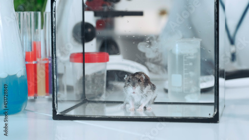 Close up of mouse in glass container after experiment in chemistry lab. In the background there are different tubes.