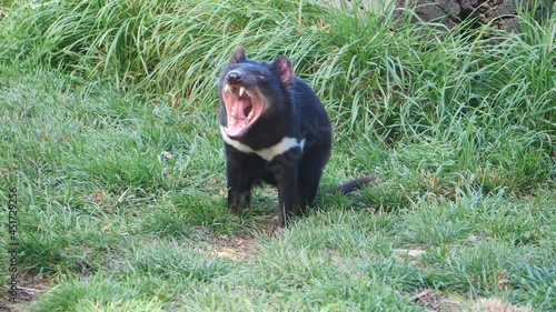 Tasmanian Devil in slow motion screaming