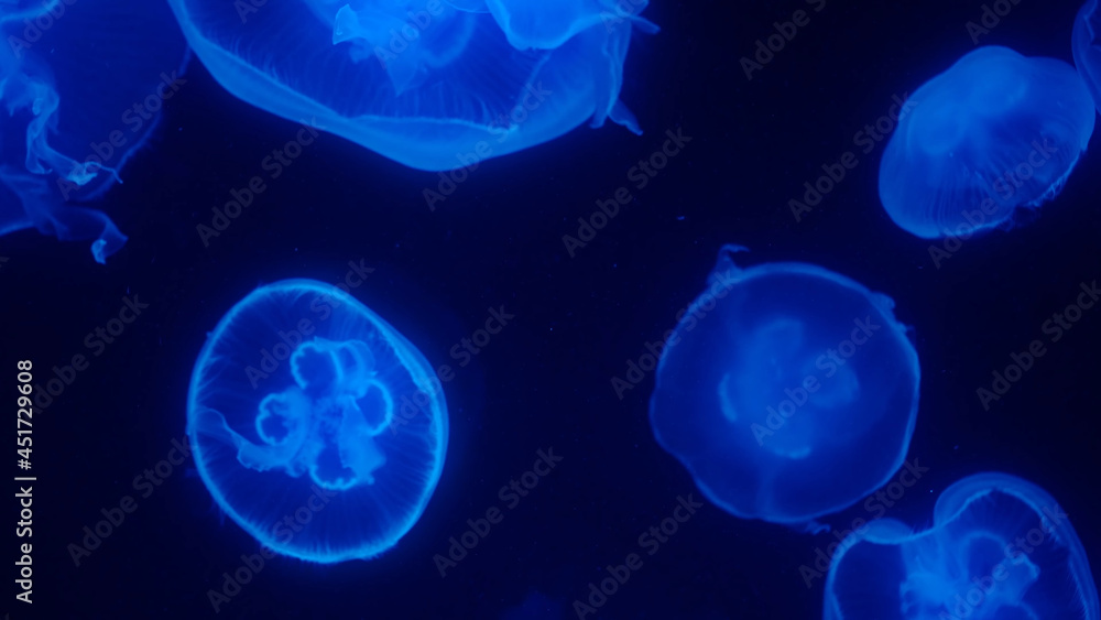 Naklejka premium Jellyfish in the Ocean Oceanarium Large Jellyfish Cluster