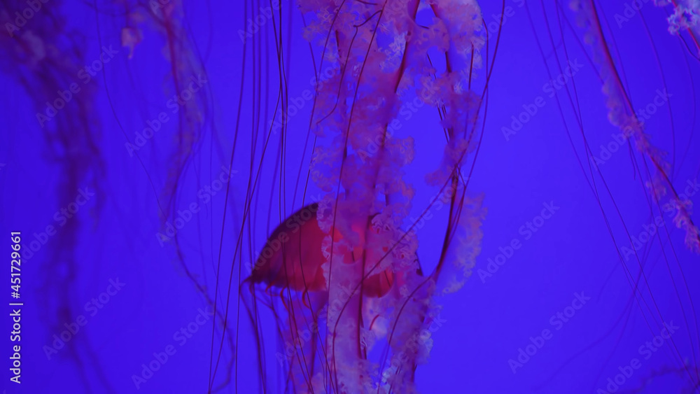 Jellyfish in the Ocean Oceanarium Large Jellyfish Cluster Jellyfish in the Ocean Oceanarium Large Jellyfish Cluster