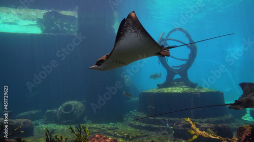 Stingray aquarium underwater electric Stingray