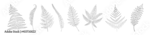 Hand drawn fern. Botanical forest plant silhouettes for print and texture. Natural detailed sketches collection. Bracken fronds. Leaves graphic template. Vector monochrome elements set