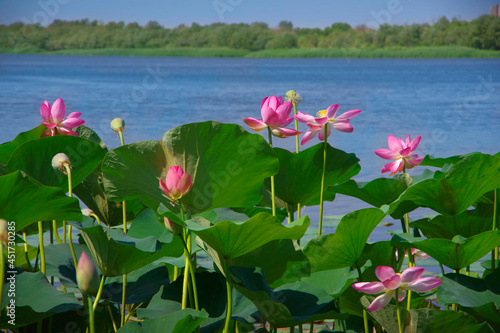 Lotus fields in the Volga delta in the Astrakhan region. photo