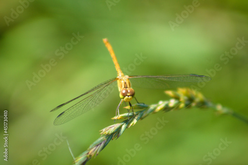 Dragonfly on perennial ryegrass closeup view with foregound focus