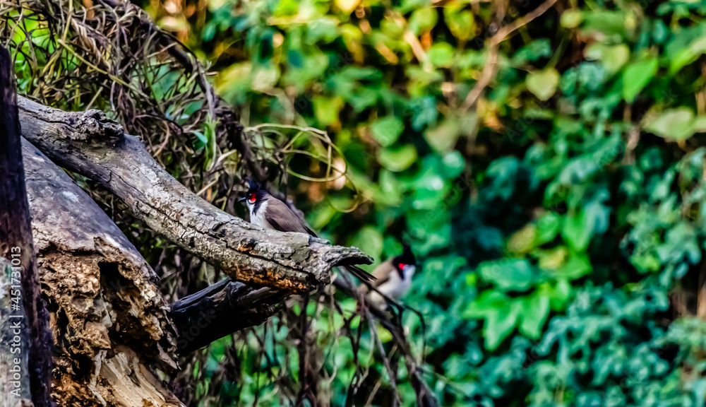 A pair of Indian Nightingale birds hopping around in the wild. A pair of Indian Nightingale birds hopping around in the wild.
