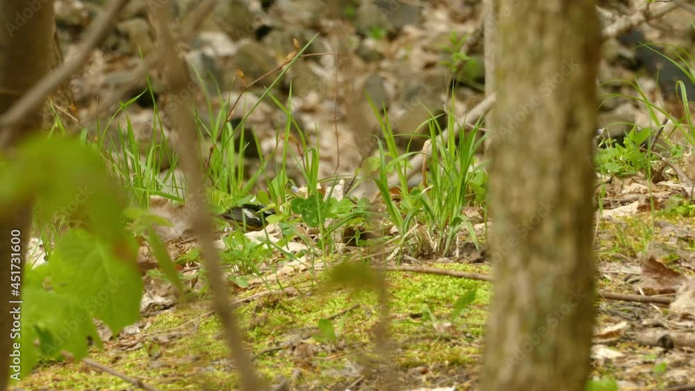 Magnolia warbler bird searching for food on vibrant green forest floor, static view Magnolia warbler bird searching for food on vibrant green forest floor, static view