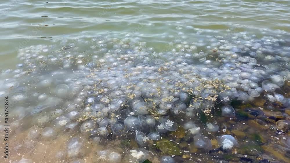 Invasion of jellyfish on the seashore. Environmental pollution. Jellyfish washed up on a beach. Invasion of jellyfish on the seashore. Environmental pollution. Jellyfish washed up on a beach.