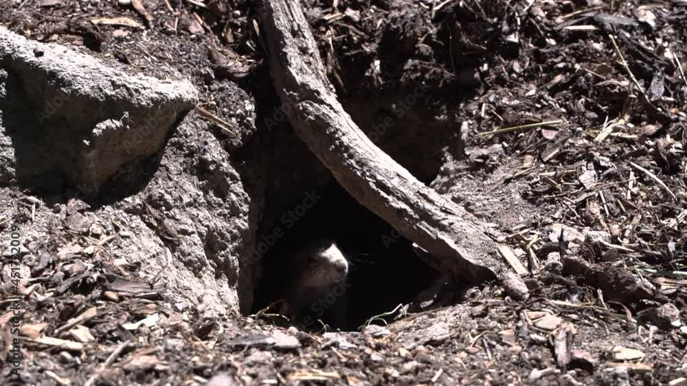 Curious black tailed prairie dog exiting underground hole SLOW MOTION Curious black tailed prairie dog exiting underground hole SLOW MOTION
