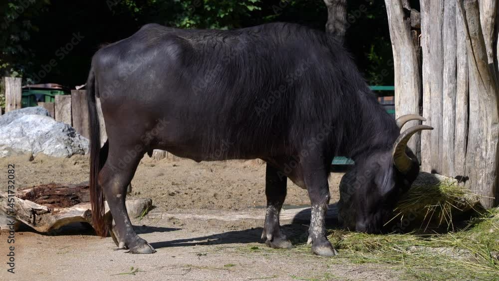 Water Buffalo eating dried grass from ground in outdoor setting Water Buffalo eating dried grass from ground in outdoor setting