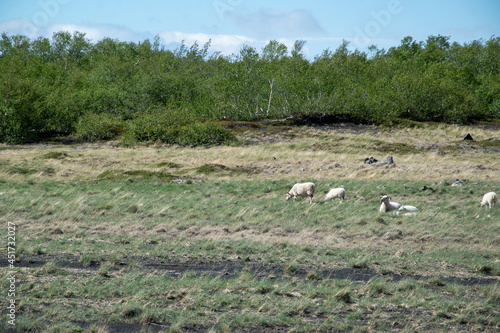 Schafe auf dem Weg zwischen Dimmuborgir und Grjotagja im Norden von Island. Eine Landschaft geprägt von Birken und Moose, Lava und Tuffstein.