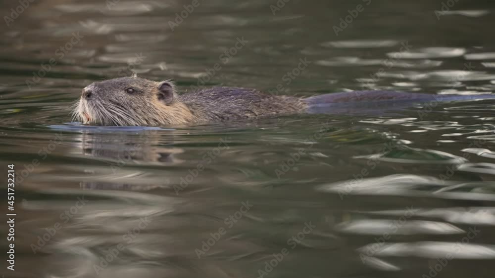 Floating Nutria in waterway eating using forepaws; daylight tracking shot