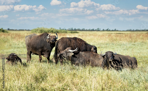 View of buffalos in the rest