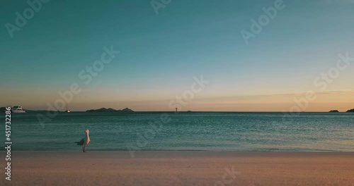 Sunrise time in whitehaven beach with seagulls