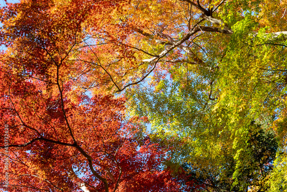 晩秋の紅葉