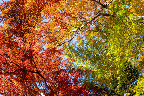 晩秋の紅葉