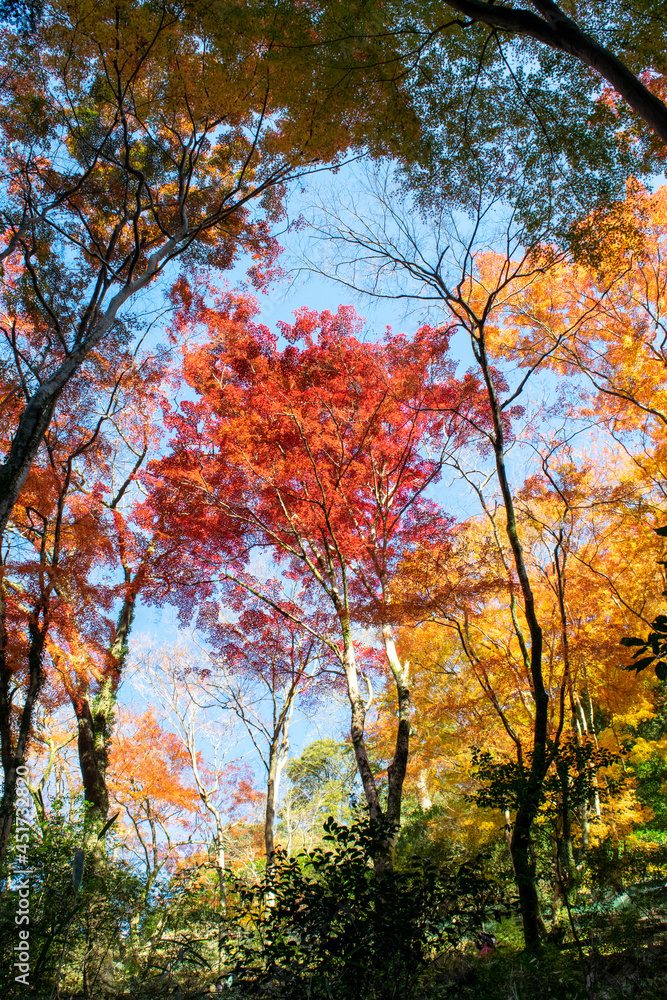 晩秋の紅葉