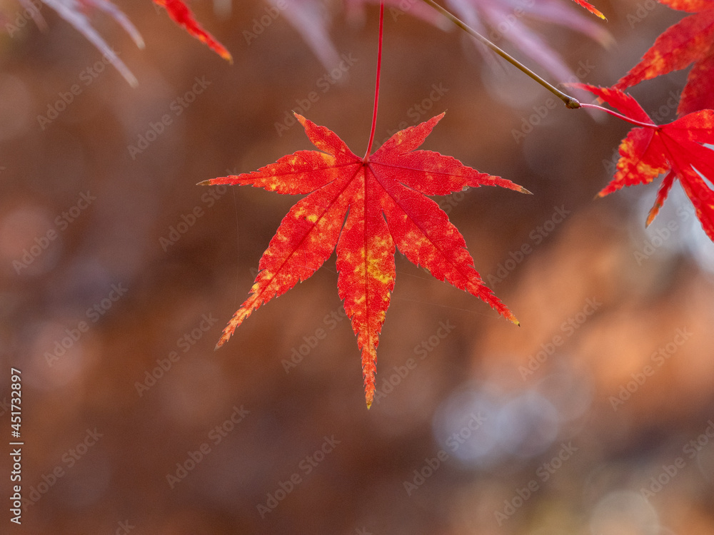 晩秋の紅葉
