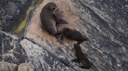 Australian seals playing with their babies in Almiral Arch, in Kangaroo Island (South Australia)