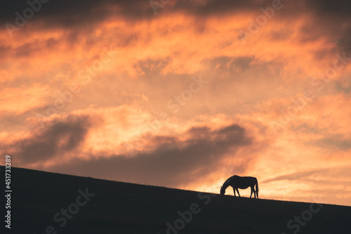 Horse grazes on the hill at sunset. Gil-Su valley in North Caucasus  Russia. Beautiful autumn landscape.
