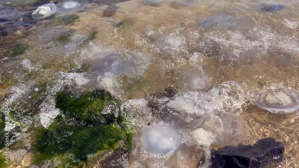  Environmental pollution. Jellyfish washed up on a beach. Jellyfish on the seashore close-up.