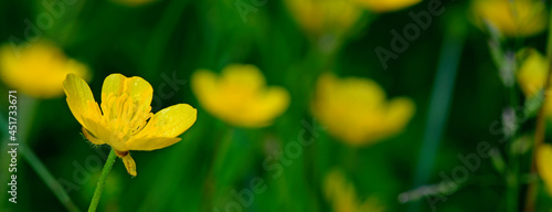 Goldilocks buttercup // Gold-Hahnenfuß (Ranunculus auricomus agg.)