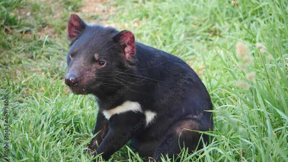 Tasmanian Devil filmed in slow motion around Tasmania Tasmanian Devil filmed in slow motion around Tasmania