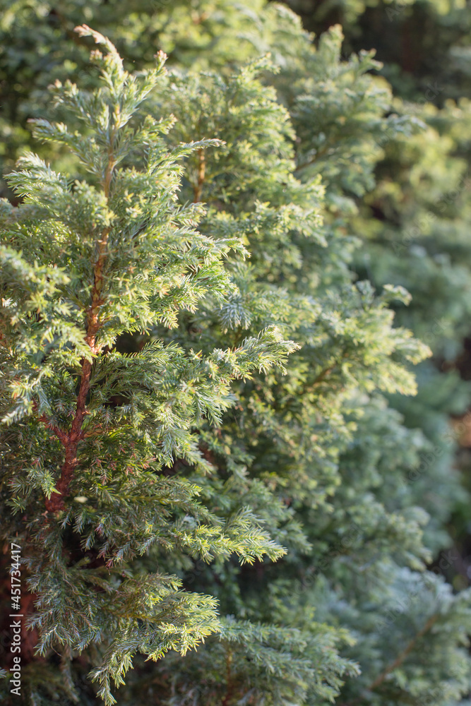 beautiful background of coniferous branches beautiful background of coniferous branches