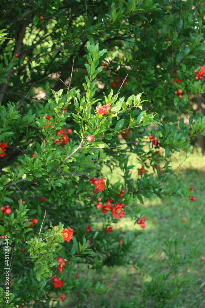 Pomegranate flowers on bush in the garden. Punica granatum on summer 