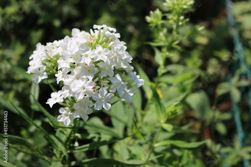 Phlox paniculata in bloom with white flowers on plant in the garden on summer