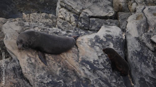 Australian seals playing with their babies in Almiral Arch, in Kangaroo Island (South Australia) photo