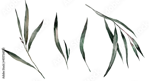 Fototapeta Naklejka Na Ścianę i Meble -  Watercolor set of eucalyptus leaves. Branches with green leaves.