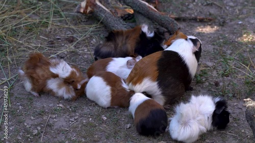 Guinea Pig Family with mother and kids in outdoor area