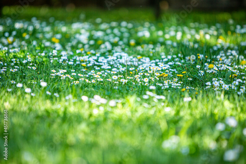 Green grass and daisies in the sun at publik park. Selective focus.