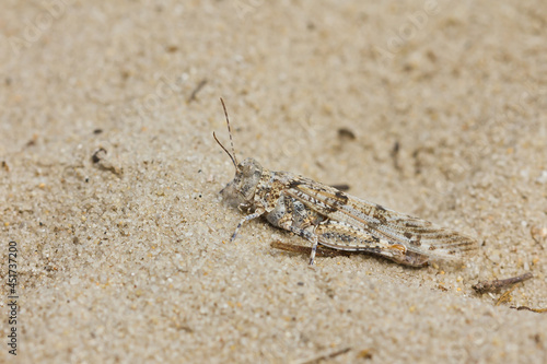 Grasshopper camouflaged on the sand with the same color.