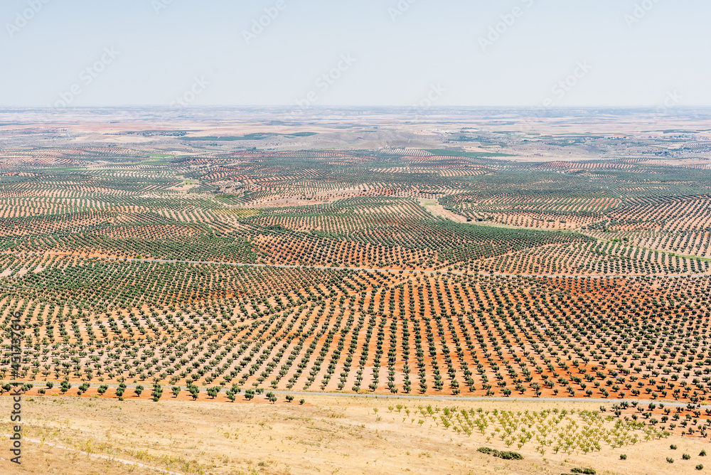 Views of cultivated fields fields with olive trees on a plain