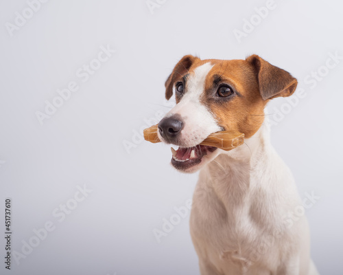 Small dog holding a bone on a white background. Copy space © Михаил Решетников