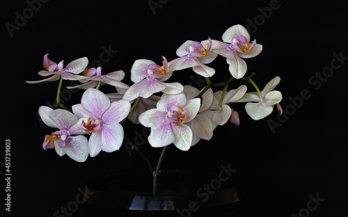 White blooming orchid phalaenopsis flower on a black background. Close up.