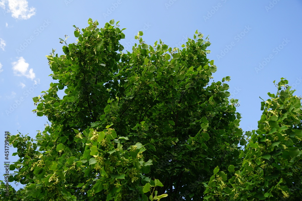 Der Lindenbaum im Sommer