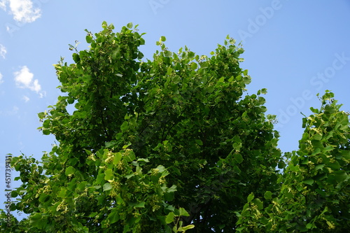 Wallpaper Mural Der Lindenbaum im Sommer Torontodigital.ca