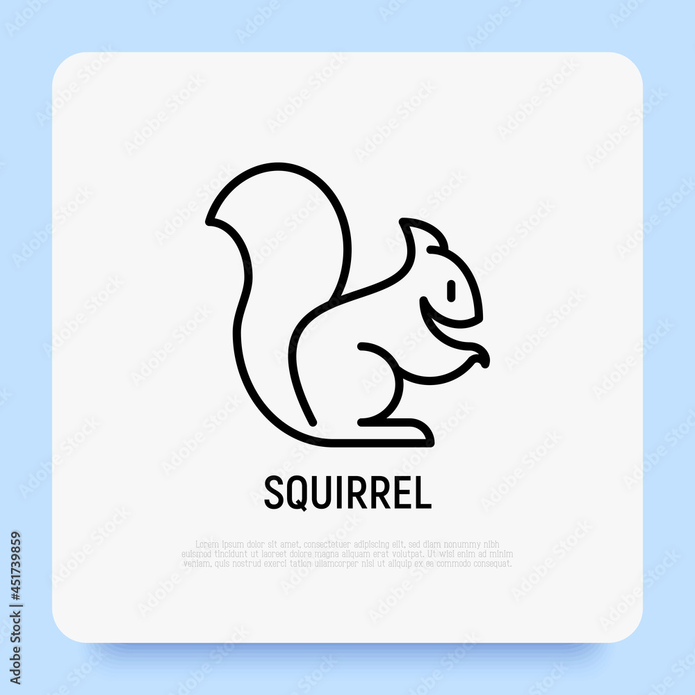 Squirrel thin line icon. Modern vector illustration.