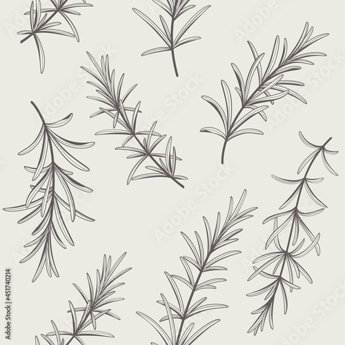 Branch of rosemary. Trendy pattern with twig. Contour vector detail illustration.