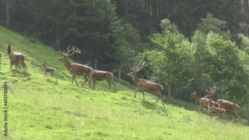 Herd Of European Deer Walking On The Green Meadow On A Summer Weather In Austria. wide shot Herd Of European Deer Walking On The Green Meadow On A Summer Weather In Austria. wide shot