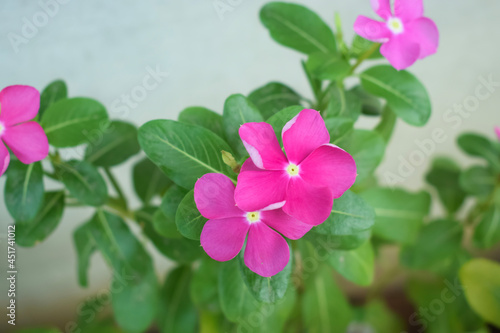 Pink catharanthus flowers with green leaves and blurred background