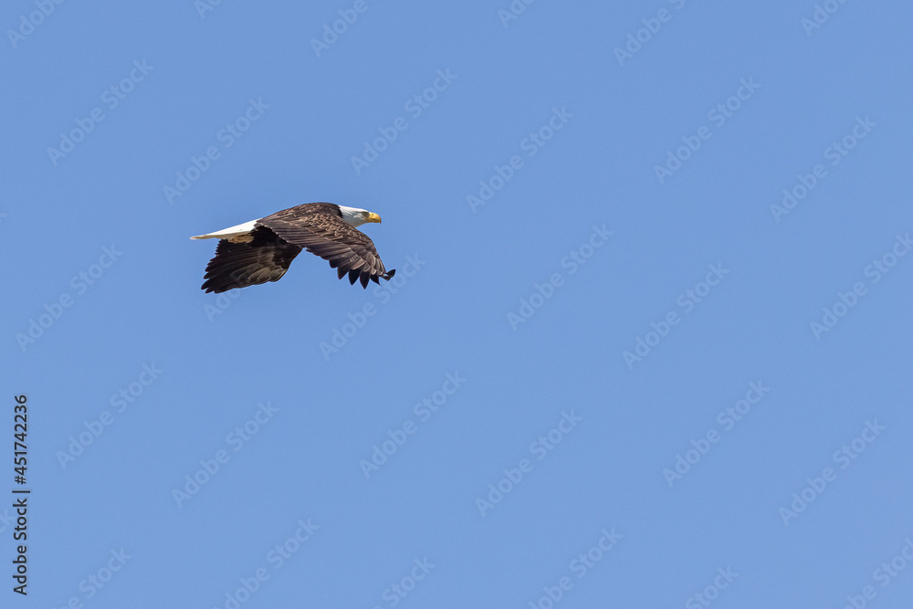 american bald eagle soaring high above the tree tops