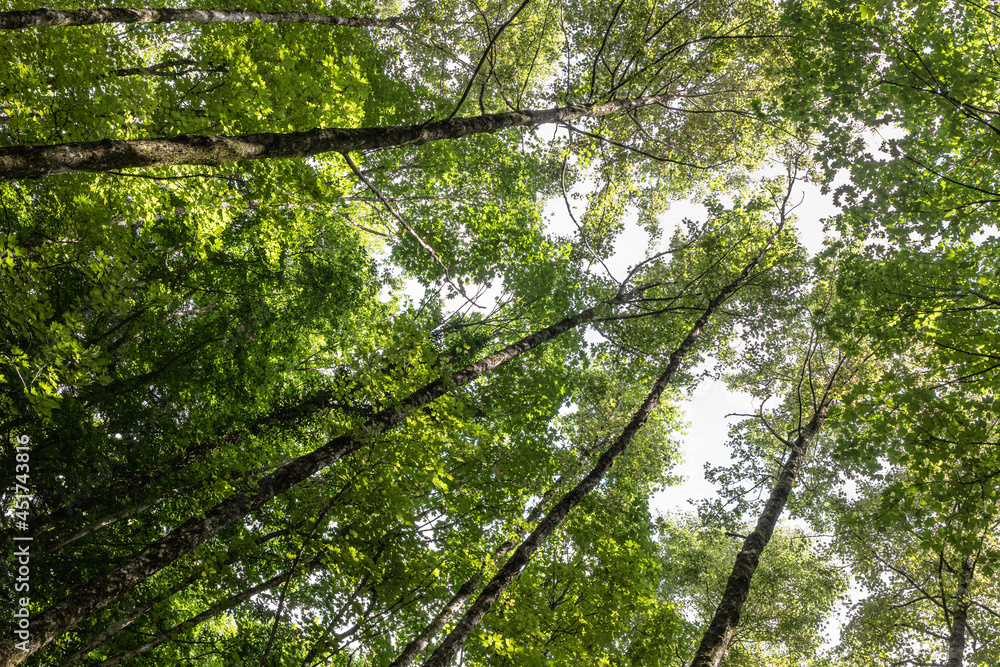 Fototapeta premium Mediterranean forest in summer. Luxuriant beech wood of the Italian Apennines. Monte Taburno, Benevento, Italy.