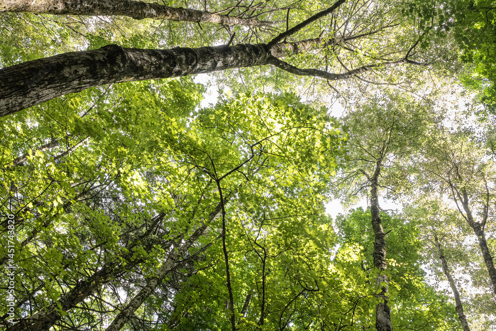 Fototapeta premium Mediterranean forest in summer. Luxuriant beech wood of the Italian Apennines. Monte Taburno, Benevento, Italy.