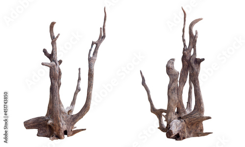Dead driftwood tree stump from different perspectives isolated on white background included clipping path.