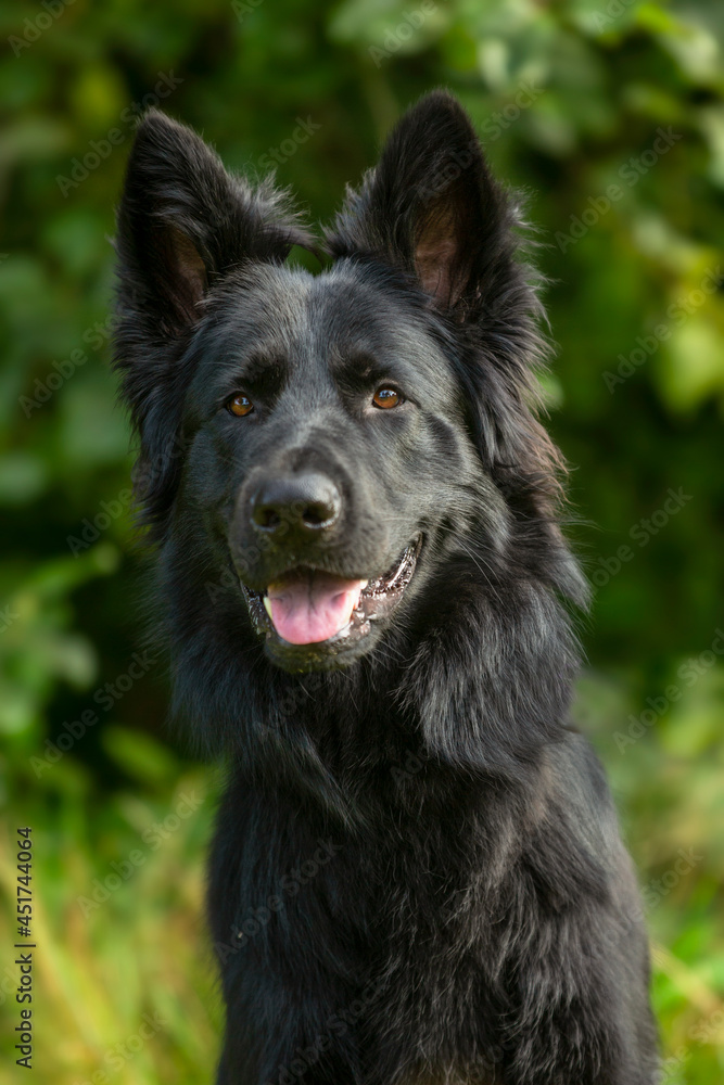 Verbaast kijkende herder Verbaast kijkende herder