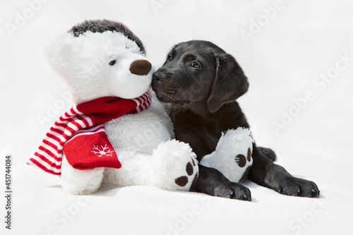 Schattige pup met ijsbeer knuffel photo